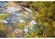 추천갤러리 - 산수유