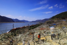 추천갤러리 - 원동역 매화의 향기