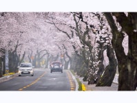 추천갤러리 - 용연사 벚꽃길