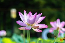 추천갤러리 - 궁남지연꽃