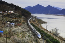 추천갤러리 - 양산 원동역 순매원