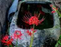 풍경갤러리 - 꽃무릇