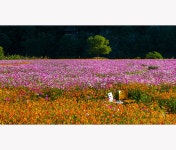 풍경갤러리 - 뚝방의 가을