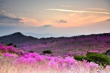 풍경갤러리 - 비슬산의 여명