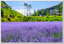 풍경갤러리 - 무릉별유천지 라벤다