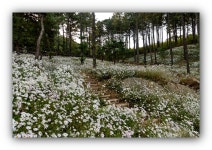 풍경갤러리 - 율곡수목원 구절초