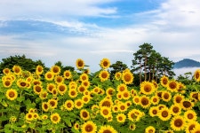 풍경갤러리 - 경주 해바라기