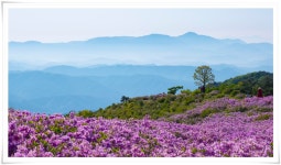 풍경갤러리 - 꽃들의 정원 황매산