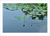 풍경갤러리 - 연못