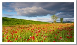 풍경갤러리 - 악양 뚝방길