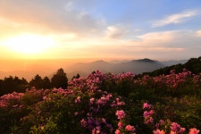 풍경갤러리 - 산에는 꽃이피네...