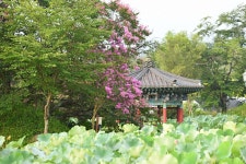 풍경갤러리 - 비실 마을 연지