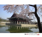 풍경갤러리 - 경회루에벚꽃