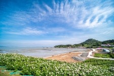 풍경갤러리 - 옥도 작약