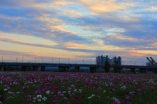 풍경갤러리 - 구드래 스모스