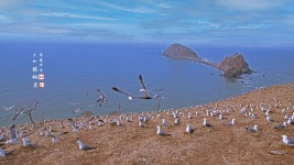 풍경갤러리 - 괭이갈매기 섬~~~
