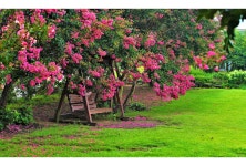 풍경갤러리 - 베롱나무 쉼터