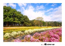 풍경갤러리 - 국화축제장에서