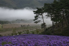 풍경갤러리 - 아스타 꽃