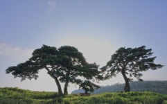 풍경갤러리 - 소나무 언덕