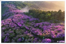 풍경갤러리 - 봉화산 철쭉