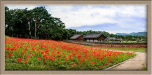 풍경갤러리 - 석불산 꽃무릇