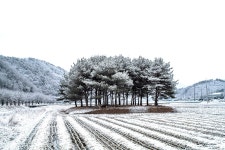 풍경갤러리 - 솔밭동산