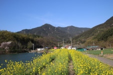 풍경갤러리 - 가태마을의 유채..