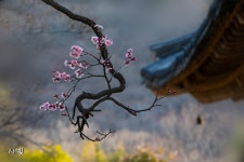 풍경갤러리 - 선암사 매화