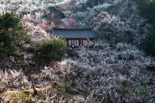 풍경갤러리 - 매화동산