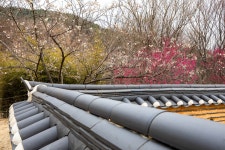 풍경갤러리 - 담장너머 봄소식