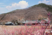 풍경갤러리 - 고택과 매화