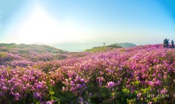 풍경갤러리 - 황매산 철쭉