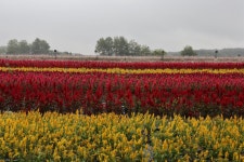 풍경갤러리 - 철원 고석정