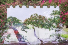 풍경갤러리 - 명옥헌에서