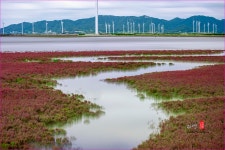 풍경갤러리 - 칠면초와 갯골수로`