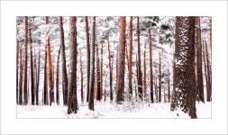 풍경갤러리 - 소나무