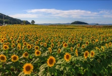 풍경갤러리 - 난정리 해바라기 정원