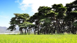 풍경갤러리 - 임한리 솔숲