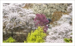 풍경갤러리 - 꽃 대궐