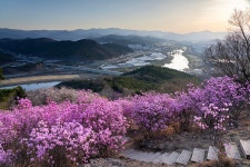 풍경갤러리 - 진달대 동산