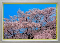 풍경갤러리 - 아름답게만개된벗꽃