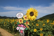 풍경갤러리 - 넌겅의 꽃단지...