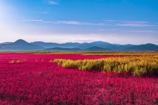 풍경갤러리 - 순천만 칠면초
