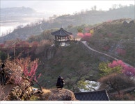 풍경갤러리 - 매화촌 홍매화