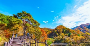 풍경갤러리 - 곱게물든 천년송