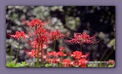 풍경갤러리 - 은하사 계곡에 핀 꽃무릇 -------