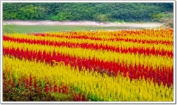 풍경갤러리 - 경주 바실라카페