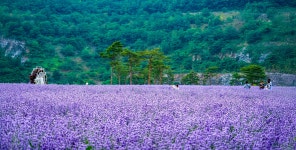 풍경갤러리 - lavender 축제