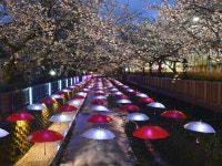 풍경갤러리 - 벚꽃 축제 불빛향연